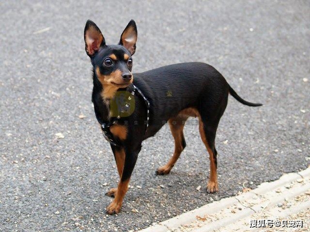 迷你杜宾犬属于古老的品种,为传统的德国梗后裔,又称雷平犬,1945年