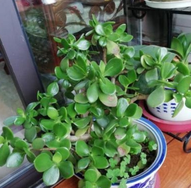 夏天有什么植物出现 1e8cd9ef43a048ceb1d155d910251291.jpeg