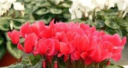 什么时候开始种花最好 c94592a269214951a3f1173b8a6503f3.jpeg