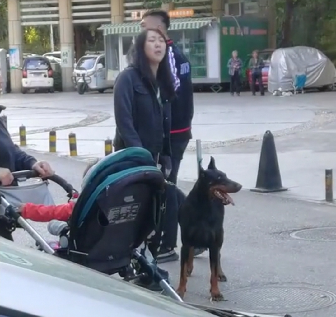 巨型烈性犬|女子遛巨型烈性犬不拴绳吓到大妈，女主人疯狂叫嚣：吓死你