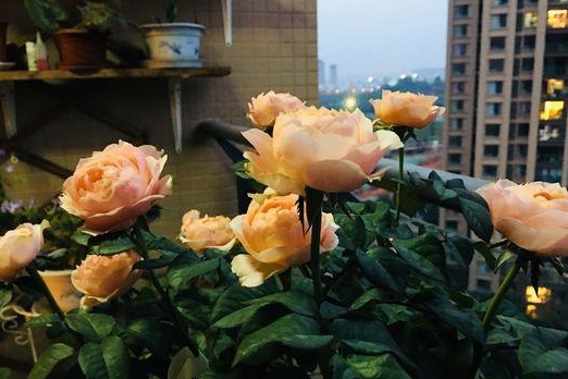 ff6c77d5d7a445aab378a0cb9174c5a1.jpeg