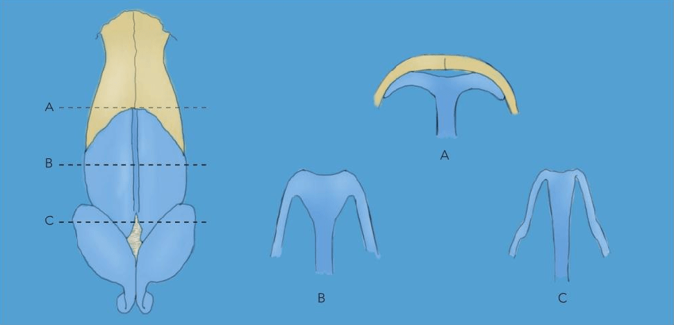 将鼻中隔软骨分为前后两个部分,前部基本相当于梨状孔边缘之前的部分