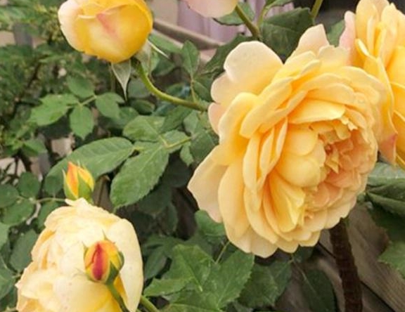 月季花有虫害怎么办 3ef9f750137a4589bd5fa79605deb5c0.jpeg