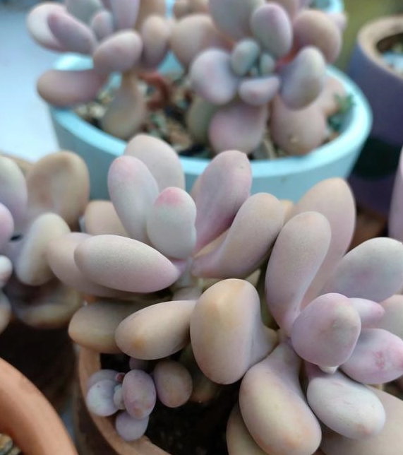 9ad72f2da8694eaab9188fdde6a4f48c.jpeg