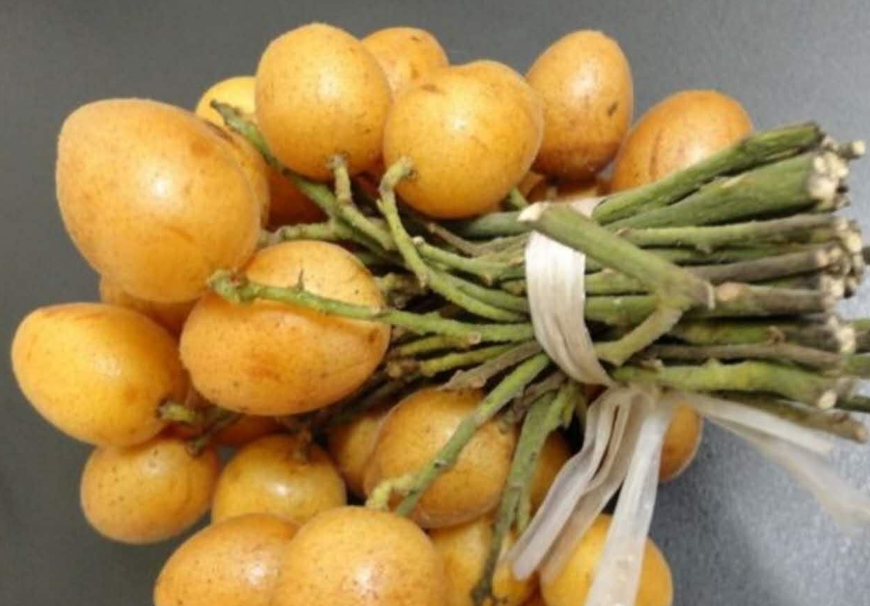 什么是黄皮什么是偏黄皮 402c0779442b45898dbb8e54b995c18e.jpeg