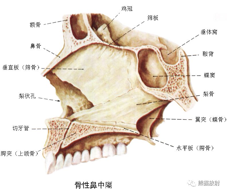 解剖:鼻,鼻腔,鼻窦