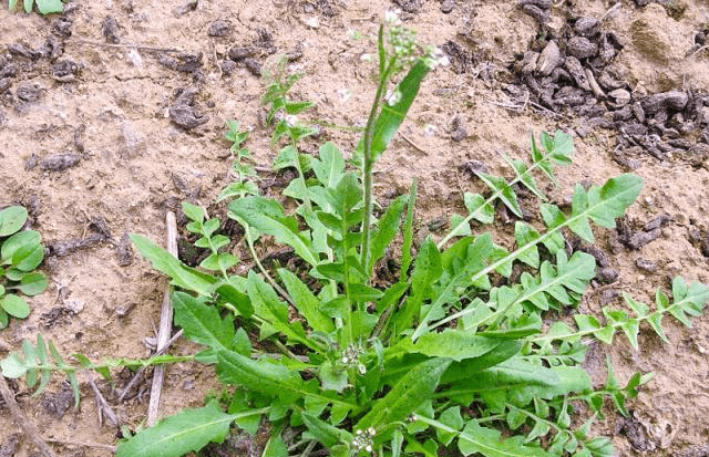 鹿儿韭野菜怎么吃 3e86289fe193483a9a78fafbf4776021.png