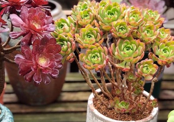 盆栽花卉怎么养才能根系发达 49cee7c67da146f78da8ded7cd40571a.jpeg