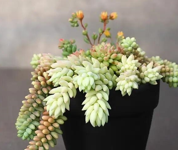 玉缀多肉多久浇水 8bc105bbf9664379a955b9dfcb722d01.jpeg