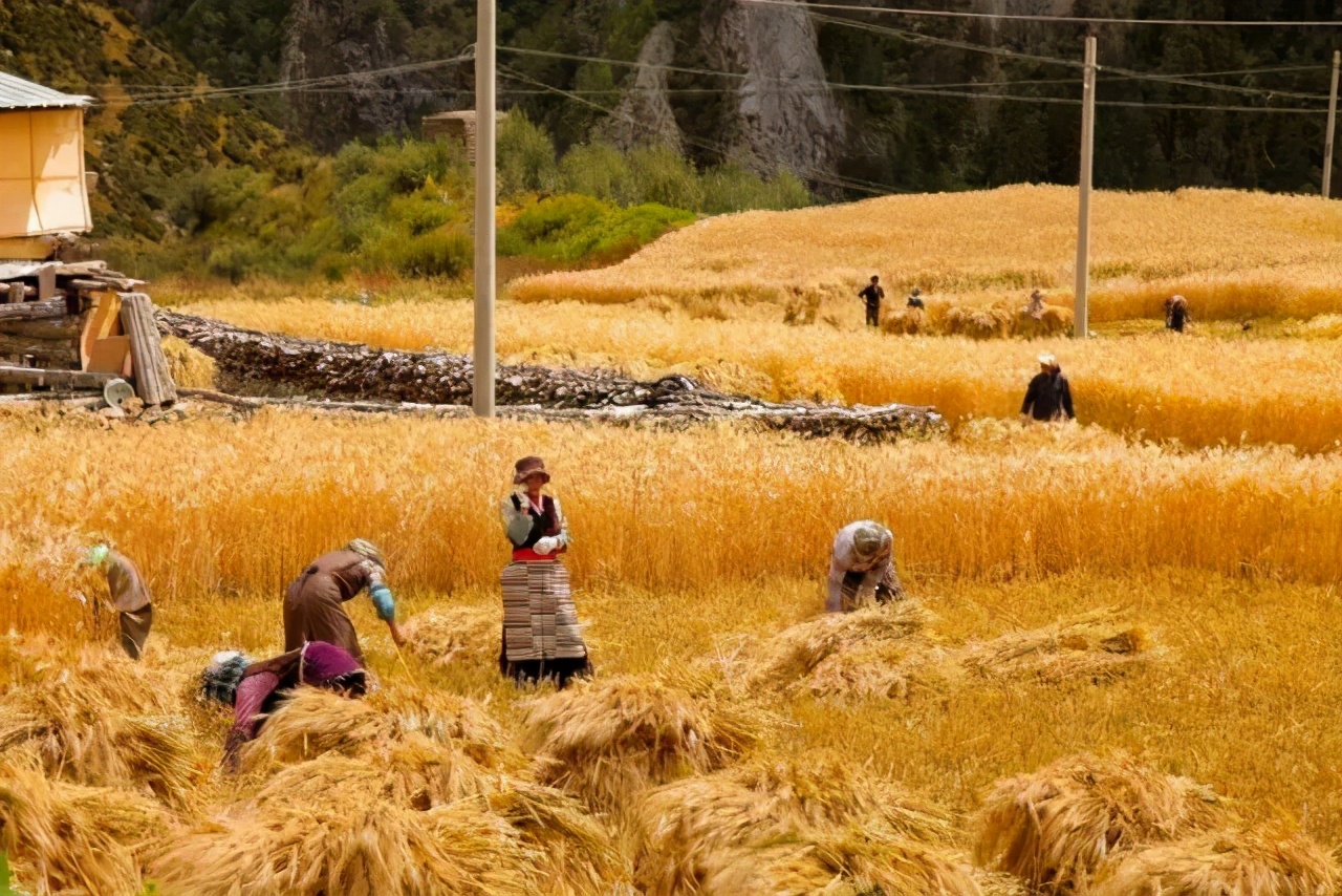 我们一起去金黄的原野,和淳朴的村民们一起围坐在青稞堆里,喝酥油茶