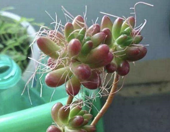 多肉怎么长出枝条呢 bc5799cd9b9f4eaa96e400ee3dbad4a3.jpeg