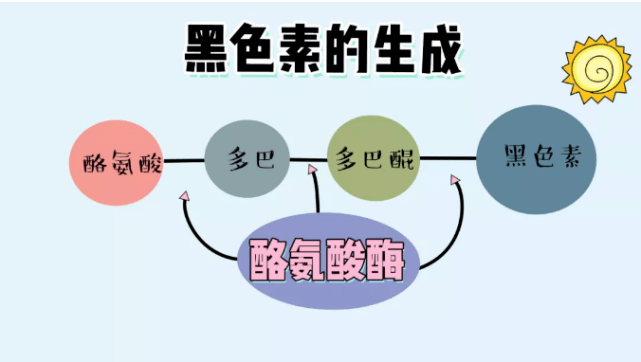 酪氨酸酶有什么用处呢这组跟刚才那组的差别就在于, 美白这方面除了