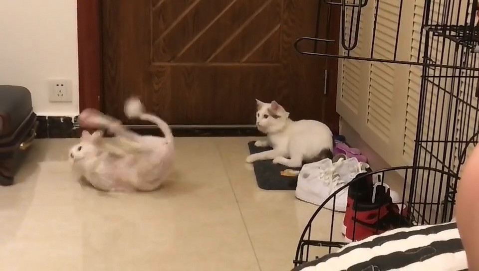 有什么办法不让猫尿床 97c91b2f8b99423680174146908961c1.jpeg