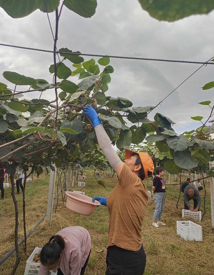 小小猕猴桃 铺就致富路