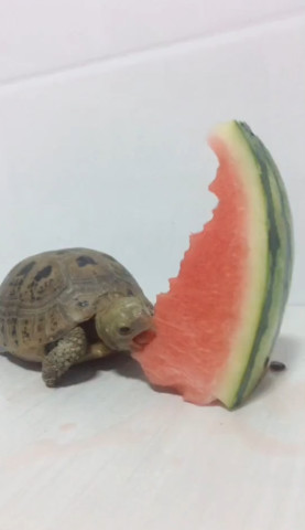 乌龟怎么样才能认主人 09dcae1523e94492bdc4709d007c8a9a.jpeg