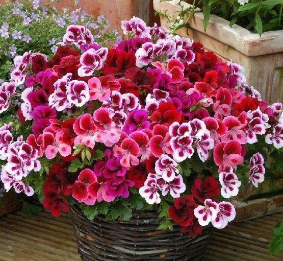 11a190a737f44578b00a22cecd6b4d5c.jpeg