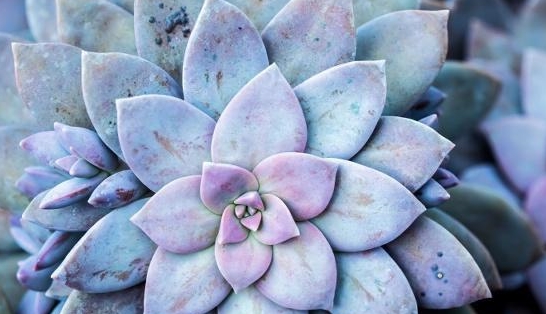 多肉怎么样出老桩 182422e87aa04b59bf637c73f2e9e252.jpeg