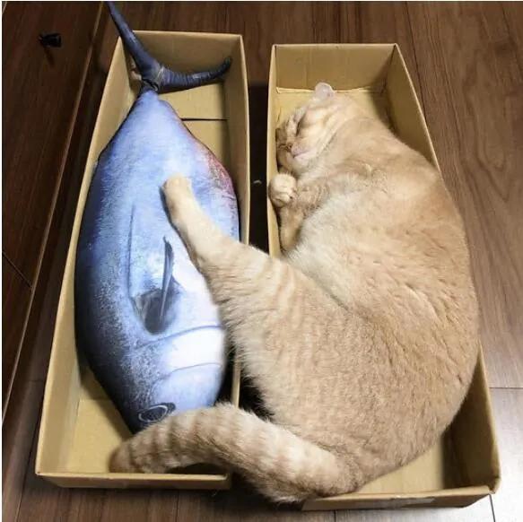 安全感|喵和鱼睡一起,是不是更有安全感?