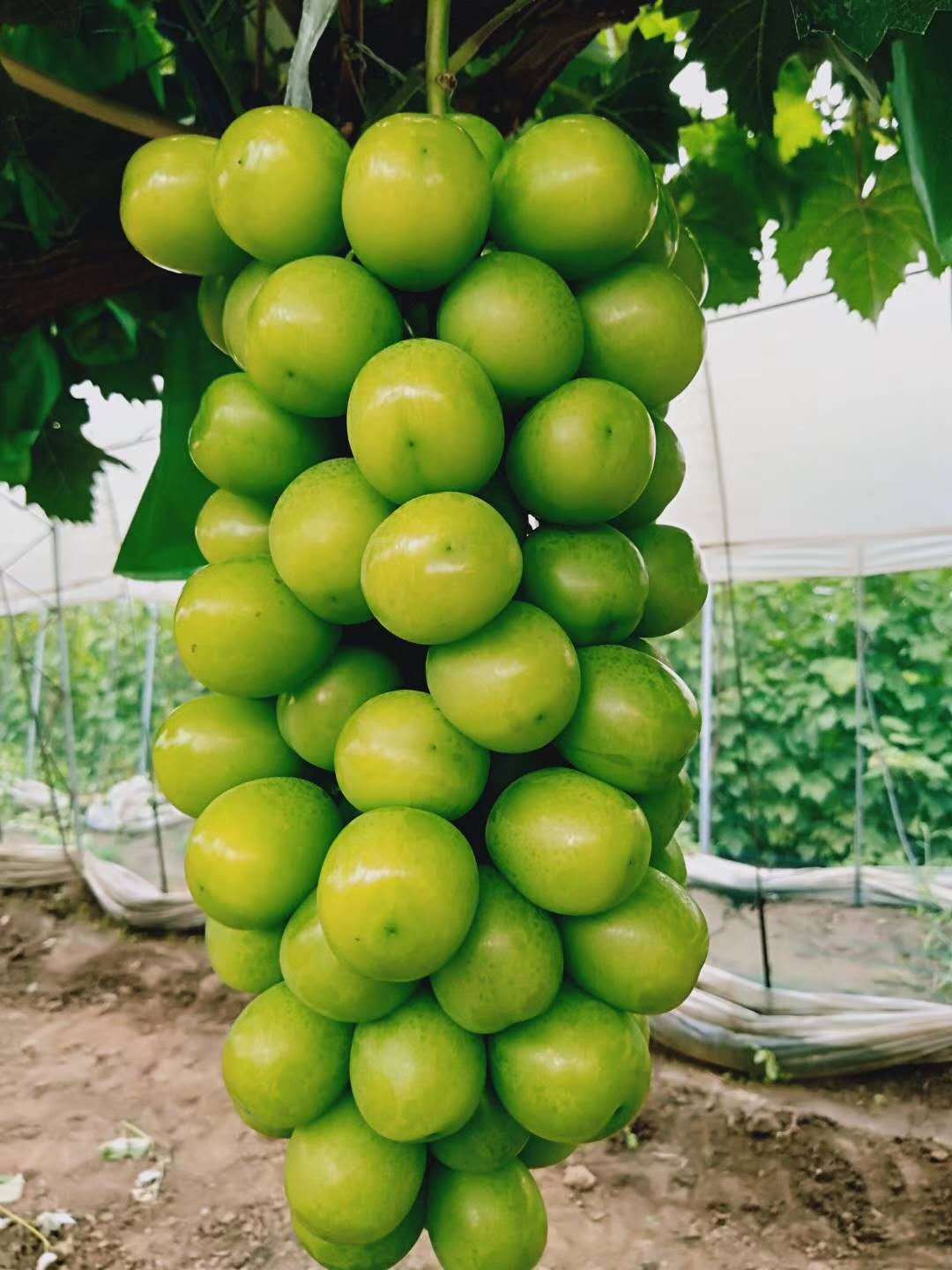 阳光玫瑰葡萄苗_阳光玫瑰葡萄苗种植技术