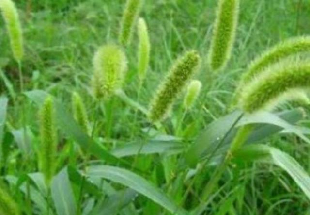 农村常见的狗尾巴草外敷内用两用清肝明目滑膜炎也没了