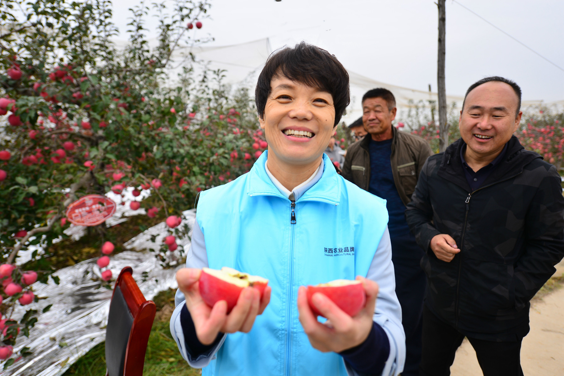 陕西果业|“延安有我一棵苹果树”当个快乐的都市农夫，你愿意认领吗？