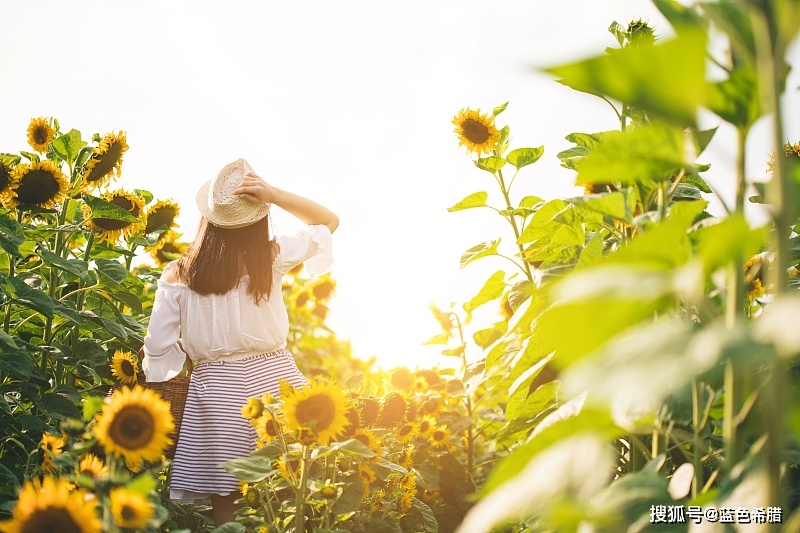 原创向日葵花田拍人像,怎么摆姿好看自然?参照6张示例图拍美照