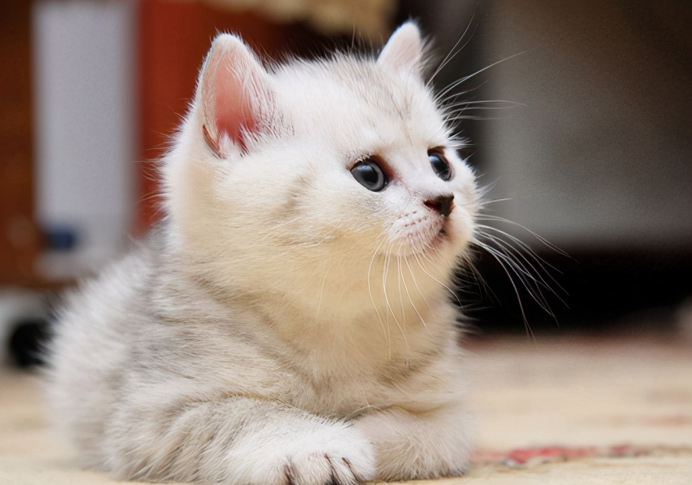 怎么挑选好看的短毛猫 5da70343197c48d79d57ae032dbd0893.jpeg