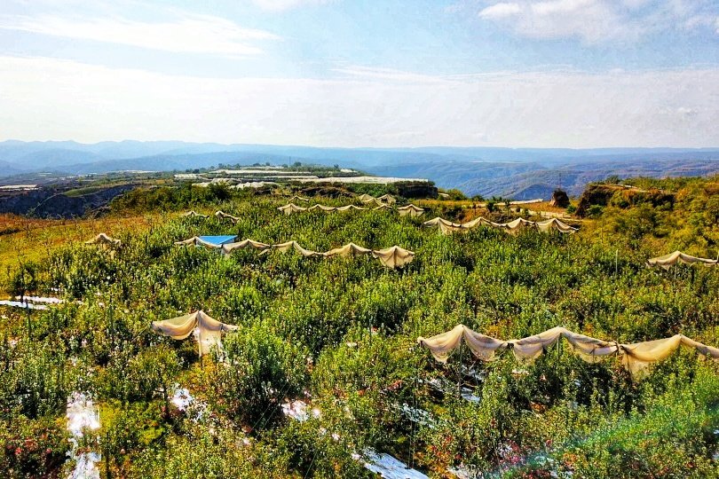 品牌|消费扶贫e起来丨主播带你进果园、看产业、选品牌 为延川苹果代言