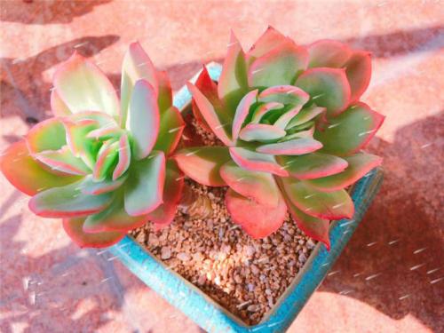 多肉植物怎么养才能上色彩 39c0eca0823e46988accb2329f01052c.jpeg