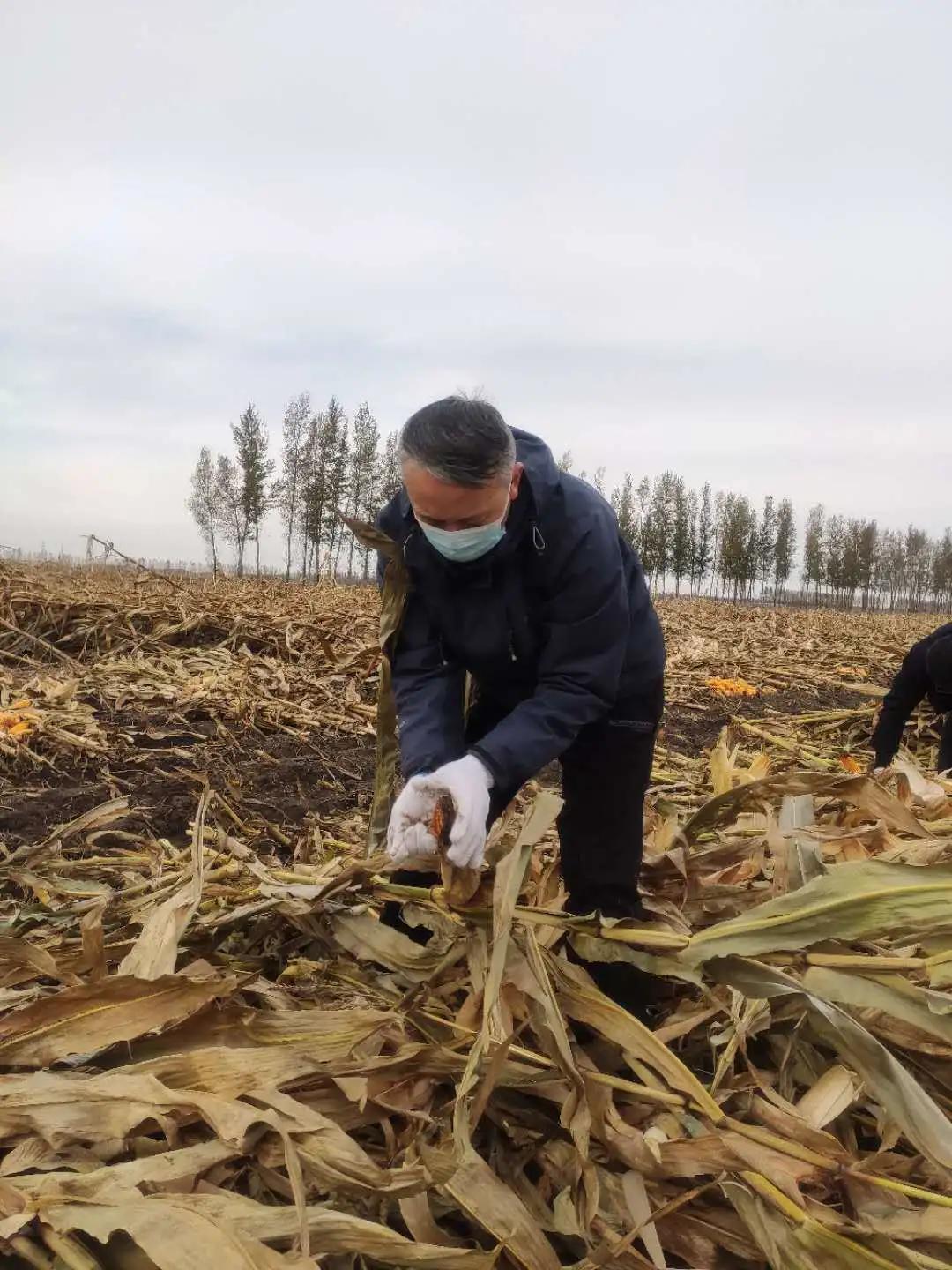 青冈人口有多少_青冈乌木有价值吗