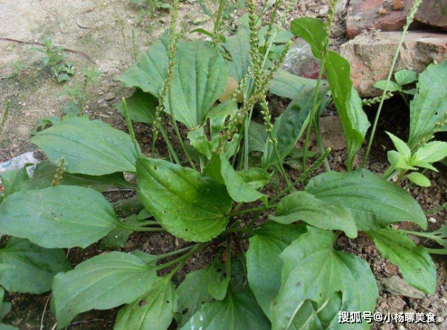 原创天然的止咳王发现了常用此草煮水止咳润肺胜过止咳药