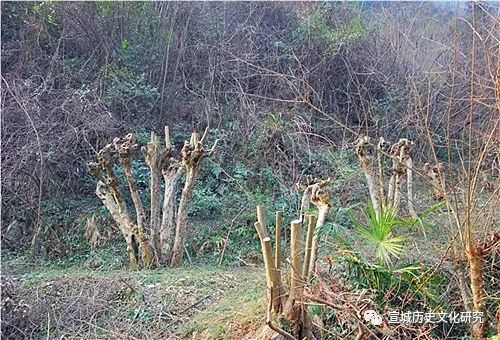 九岭|泾县小岭曹氏与宣纸的渊源