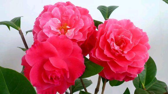 茶花用什么盆最好 35c25a8325eb4ff594623f211dfdc6b2.jpeg