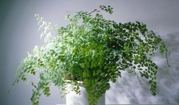 适合在家里养的蕨类植物 4ac8470dc65545d09e458307a716e3a1.jpeg