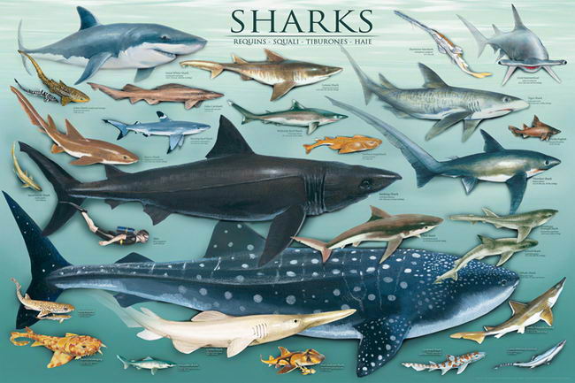 当涉及"鲨鱼"时,你们中的许多人可能都知道一些最熟悉的鲨鱼种类