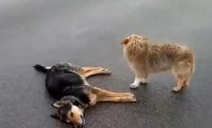 往后余生，我在原地“死”等待你......