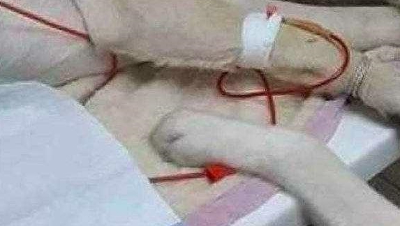 打针多久可以打第二针 9e0aaeceed5a4e88b6bb5a1b6819e65c.jpeg