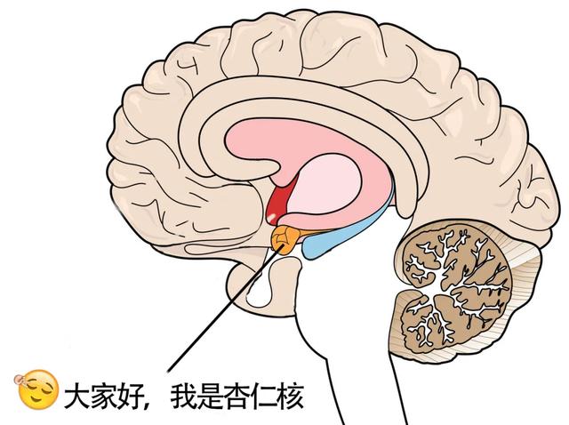 3,大脑神经病变 在医学上, 大脑的杏仁核(不是吃