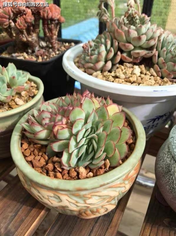 多肉小白药有效果吗 b1282acaaa1048309e628066207358f6.jpeg