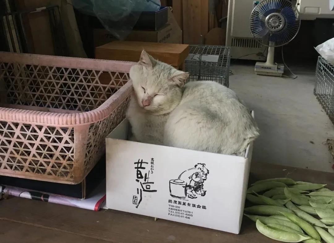 钓猫短剧，一场趣味横生的文化探索