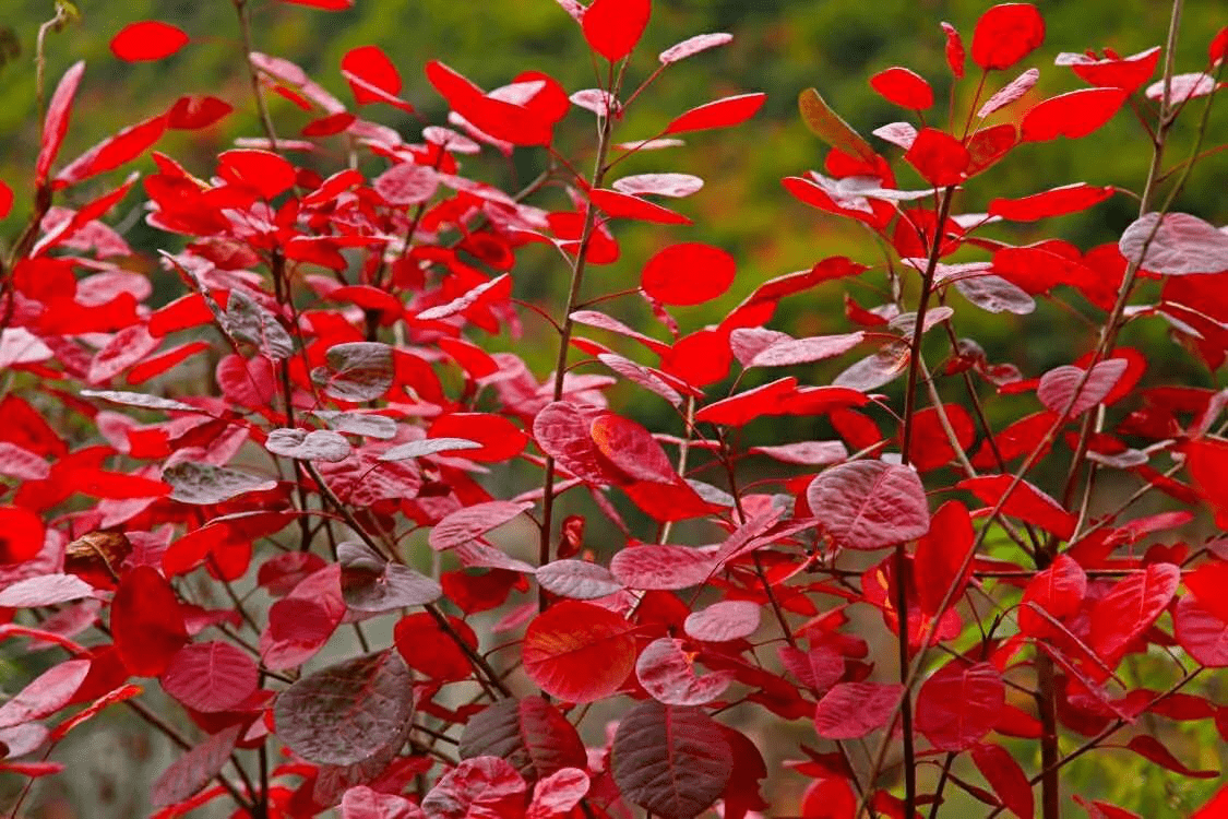 宝鸡凤县灵官峡景区红叶观赏节开幕 金秋赏红叶最佳打卡地|宝鸡凤县灵官峡景区红叶观赏节开幕 金秋赏红叶最佳打卡地