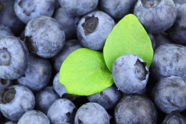 蓝莓的作用与功效大么 c5d4845f449b48568488f491d67f3c20.jpeg