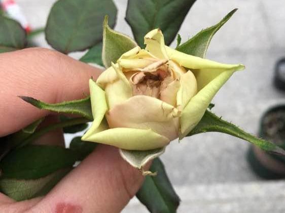 秋天养月季,小虫蓟马横行,做好一点预防,当心月季毁容