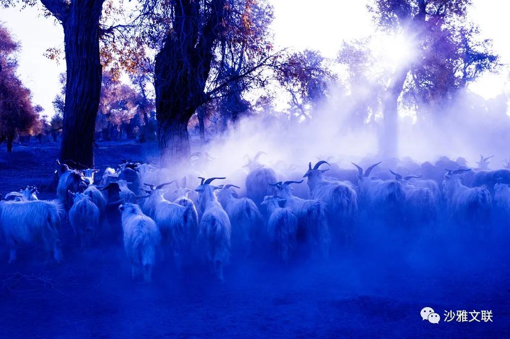 活动|沙雅十六万元摄影大奖等您拿!