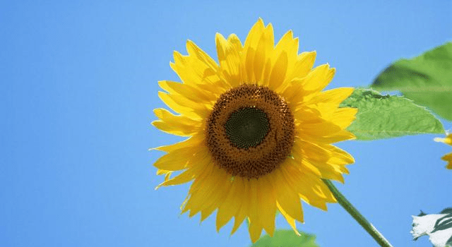 原创阳光灿烂的向日葵大家都很喜欢,它们的种植所需条件是什么呢