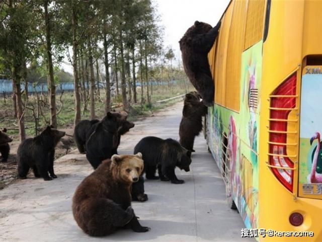 上海野生动物园启动猛兽区临时关闭应急措施.