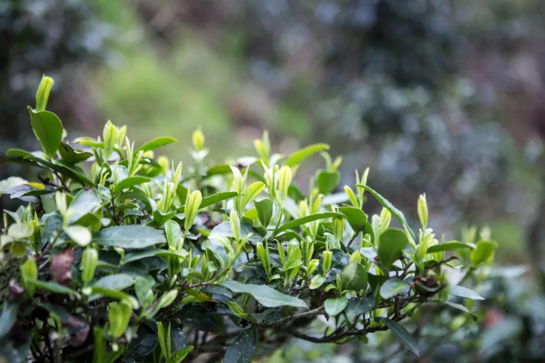 为了方便称呼,张天福,吴觉农等茶界泰斗将保护区内正山小种茶树统称为