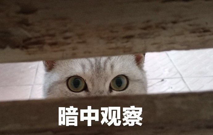 猫咪暗中观察表情包