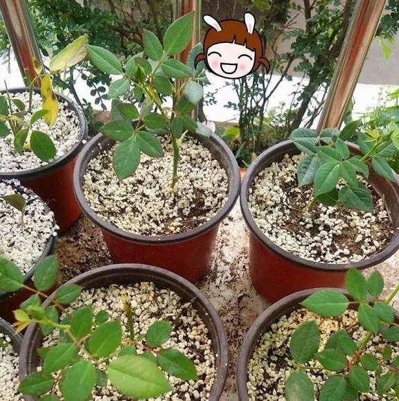 用什么方法可以快速让三角梅生根 9cb908bede40435787081a16973759e4.jpeg