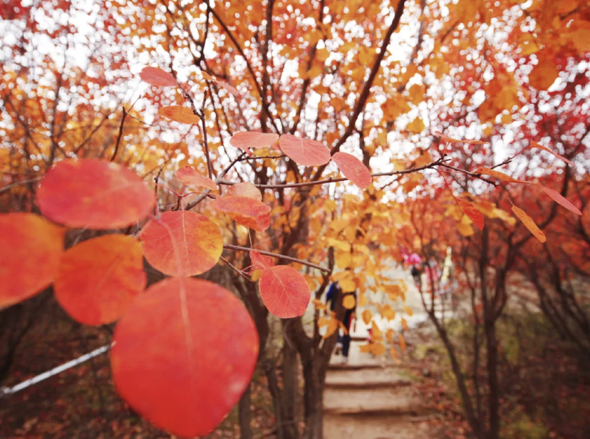 京郊这一赏秋地，一年只红20天，比香山更艳丽_叶子红